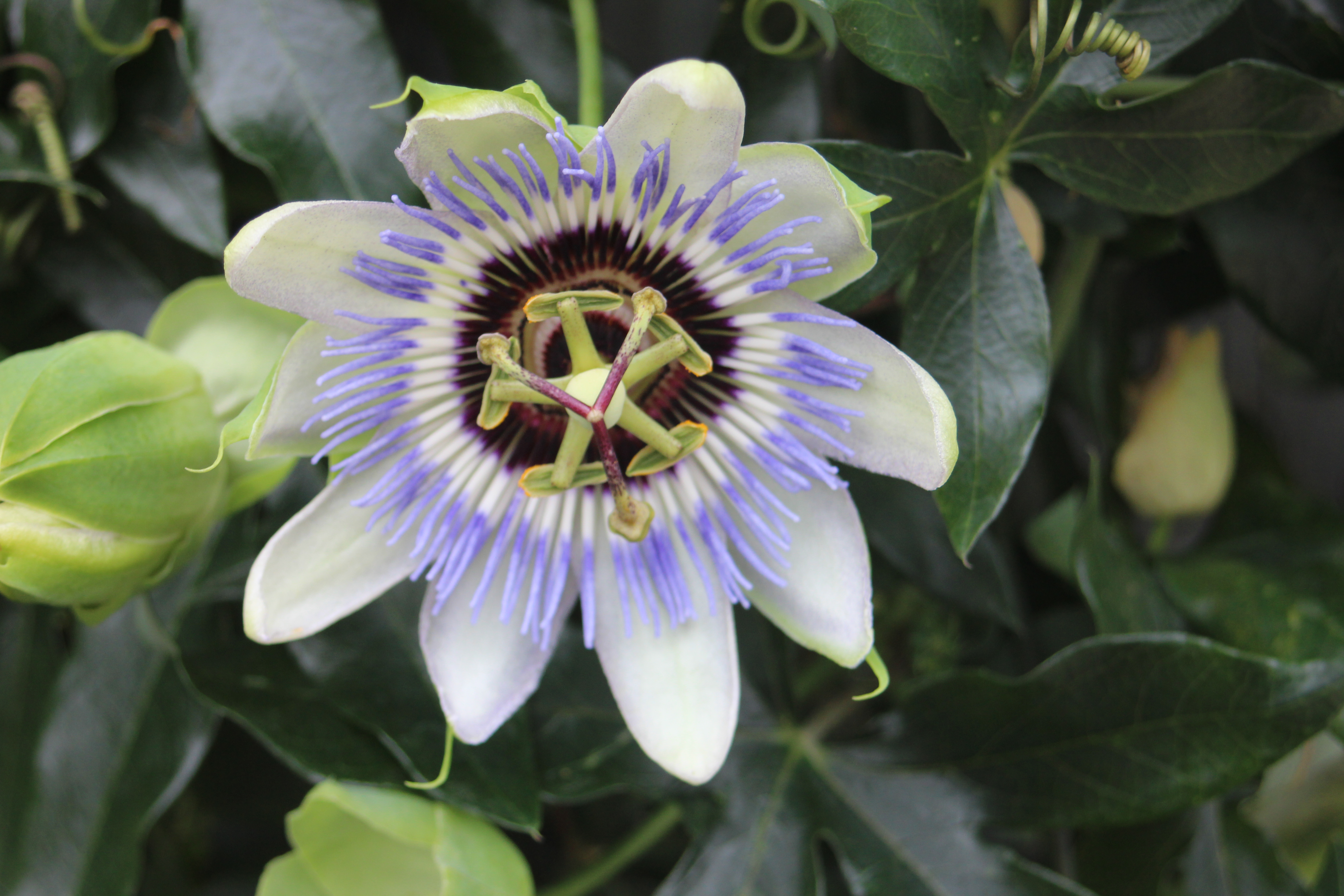 Passion Flower