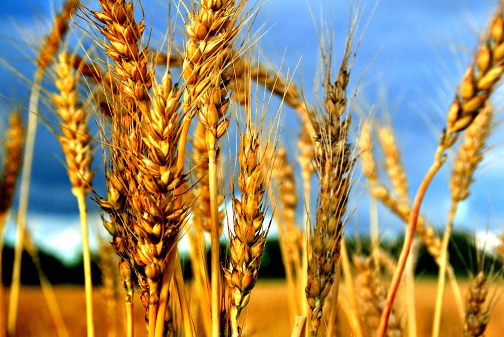 weeds-and-wheat-the-sisterhood-of-st-john-the-divine