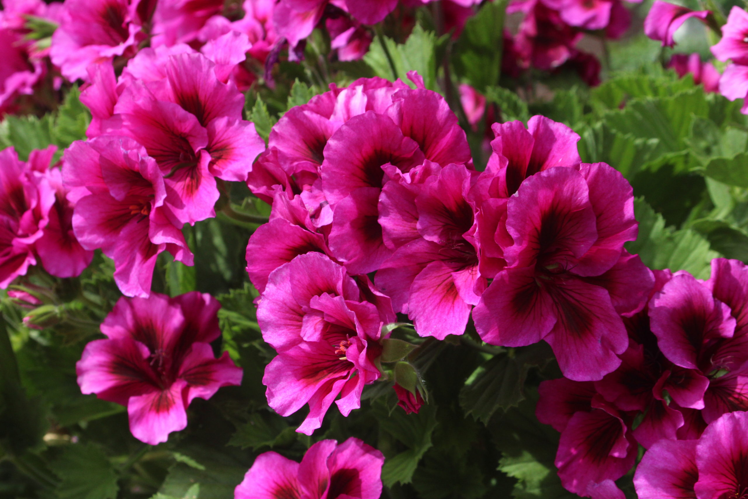 geraniums-in-frontIMG_1180